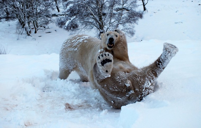 Медведь в снегу