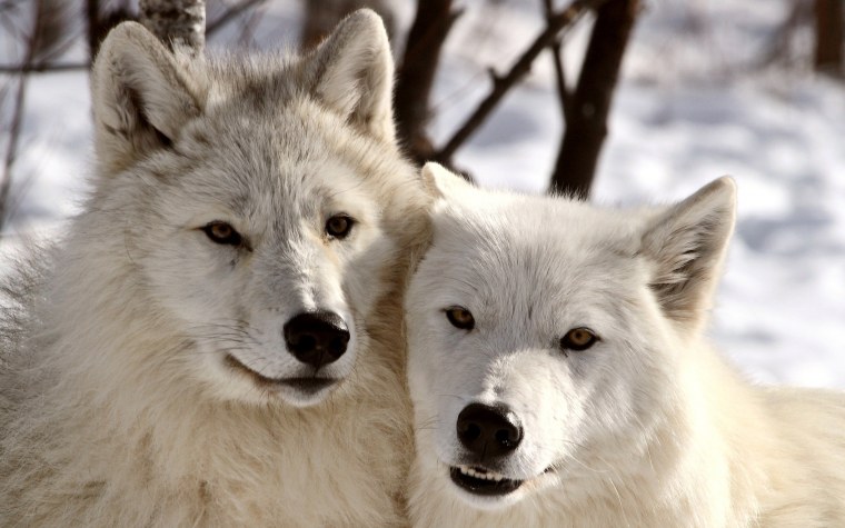 Картинки на рабочий стол волки