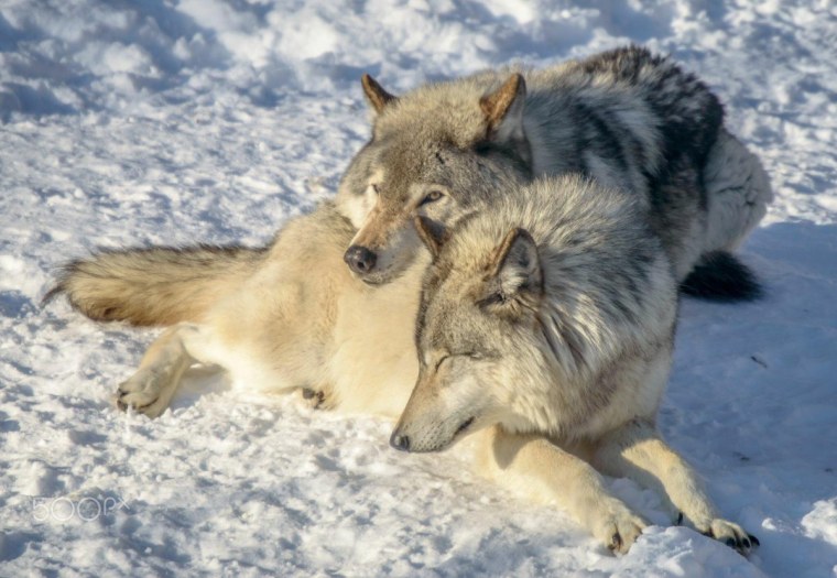 Волки любовь
