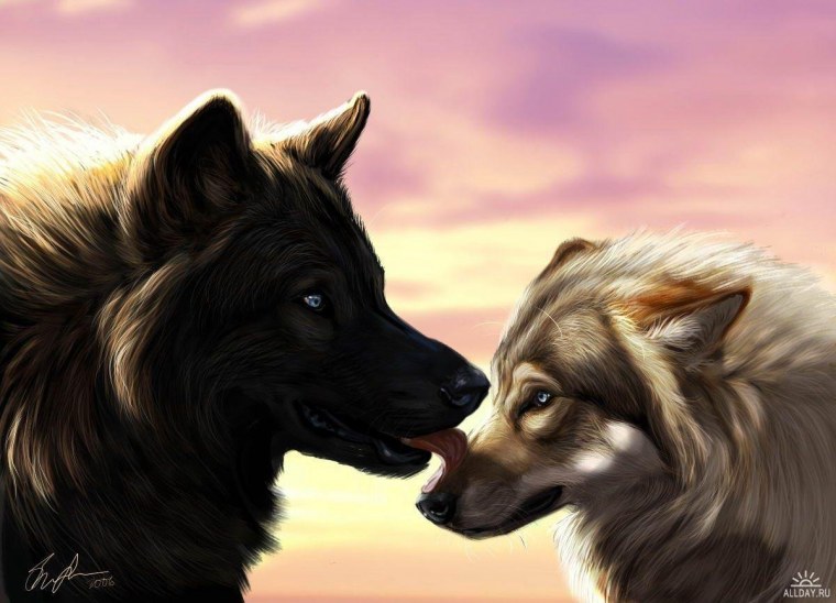 Два влюбленных волка