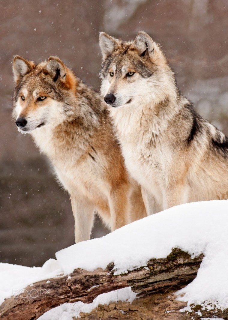 Пара Волков