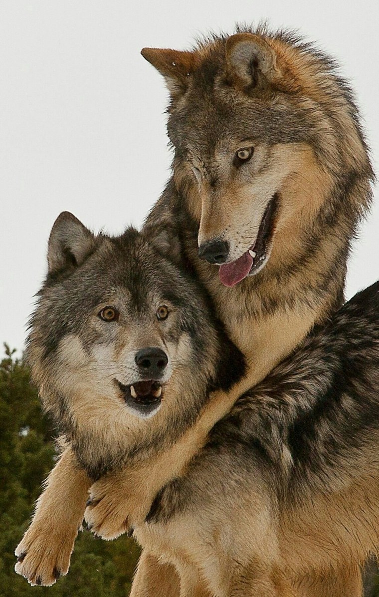 Волки любовь