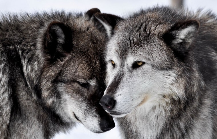 Влюбленные волки