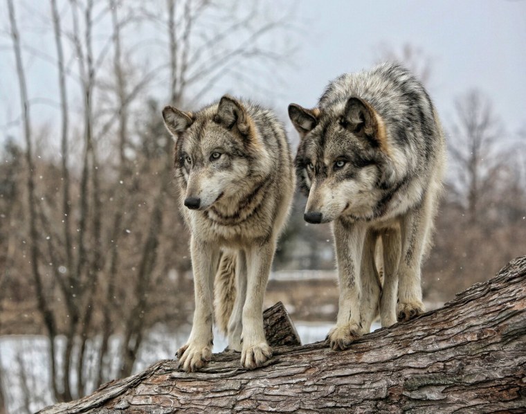 Волк и волчица