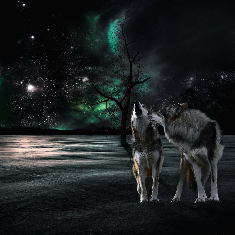 Волк на темном фоне