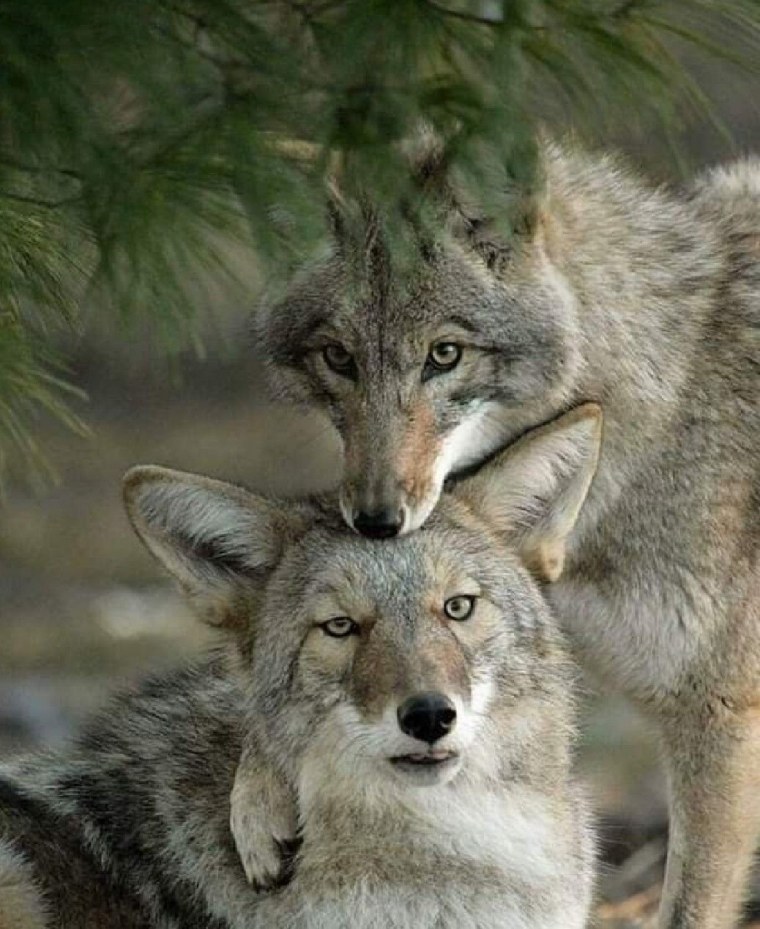 Пара Волков