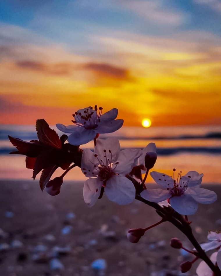 Маковое поле