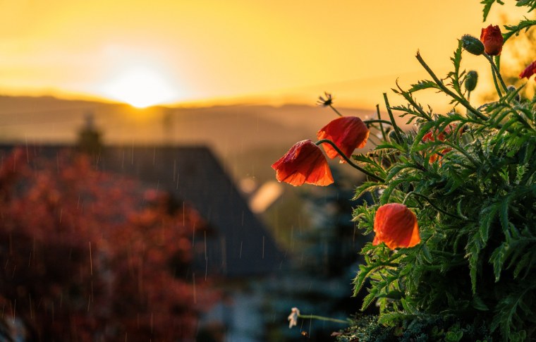 Цветы на фоне заката