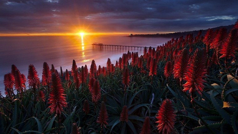 Цветы на фоне заката