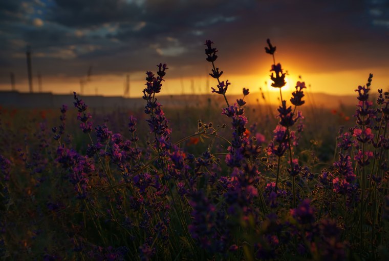 Море закат цветы