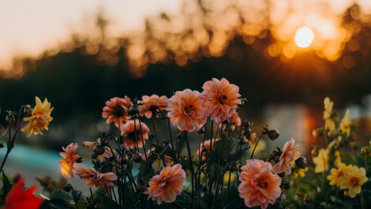 Поле цветов на рассвете