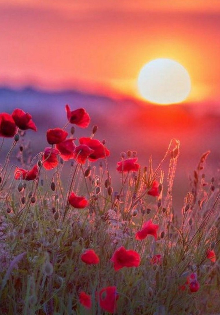 Розы в саду на закате