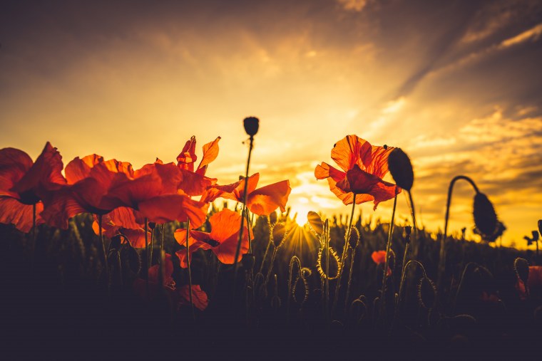 Осенние цветы на рассвете