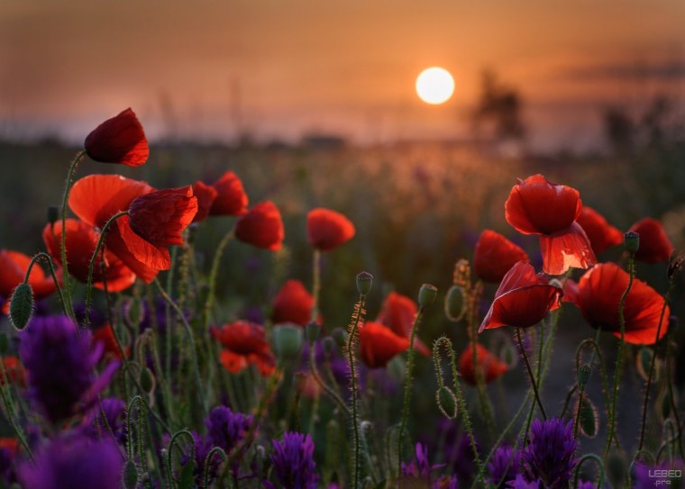 Тюльпановое поле Голландия закат