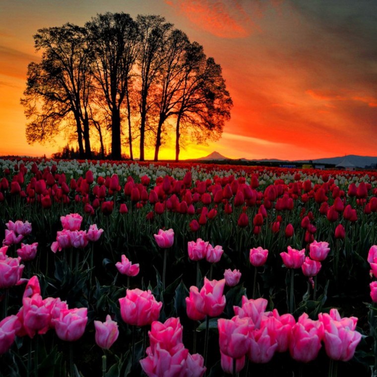 Маки на закате