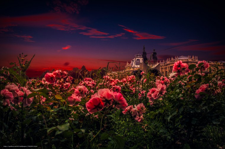 Природа закат цветы