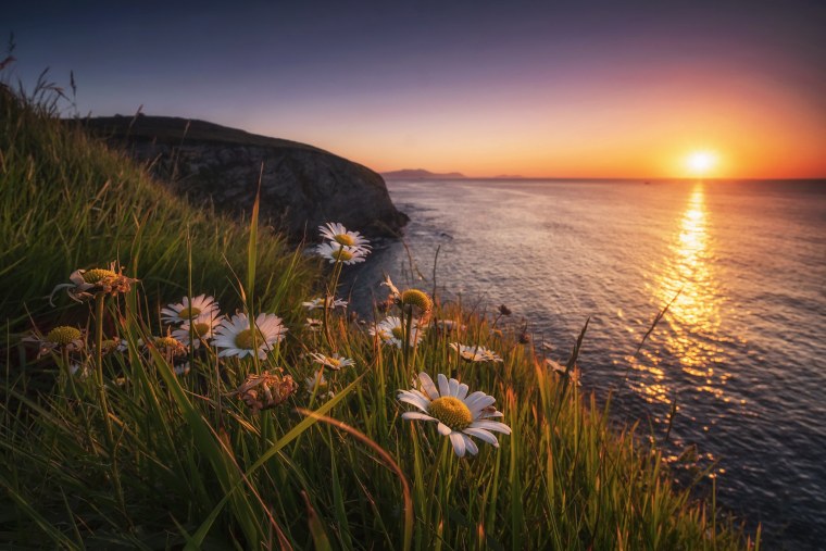 Цветы на закате солнца