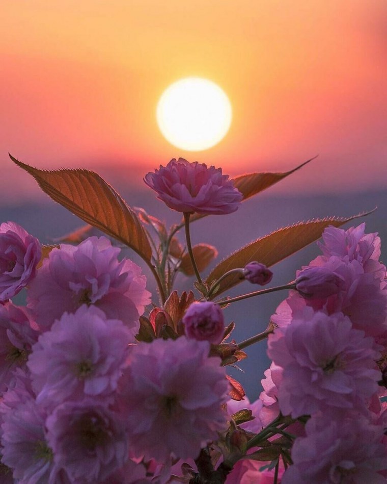 Маковое поле на закате