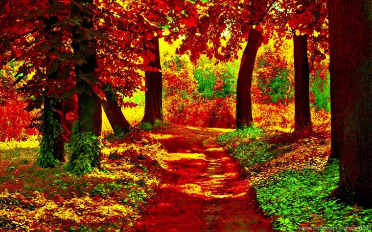 Волшебный осенний лес