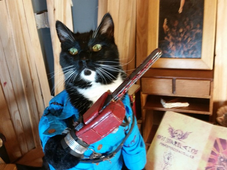 Кот с ножом