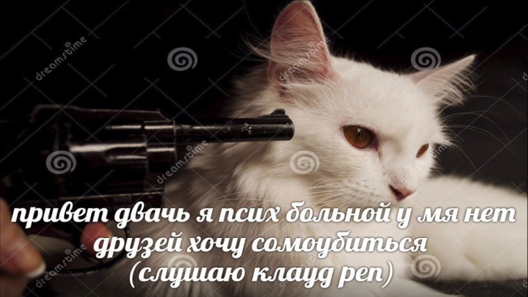 Пистолет направлен на кота