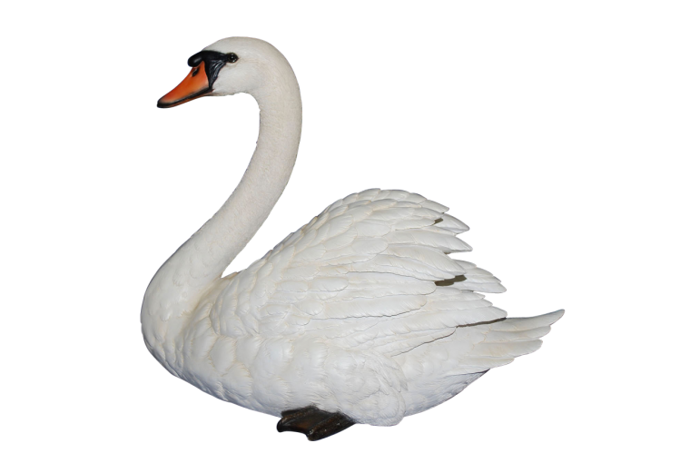 Лебедь шипун на белом фоне