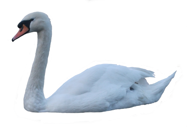 Лебедь на белом фоне