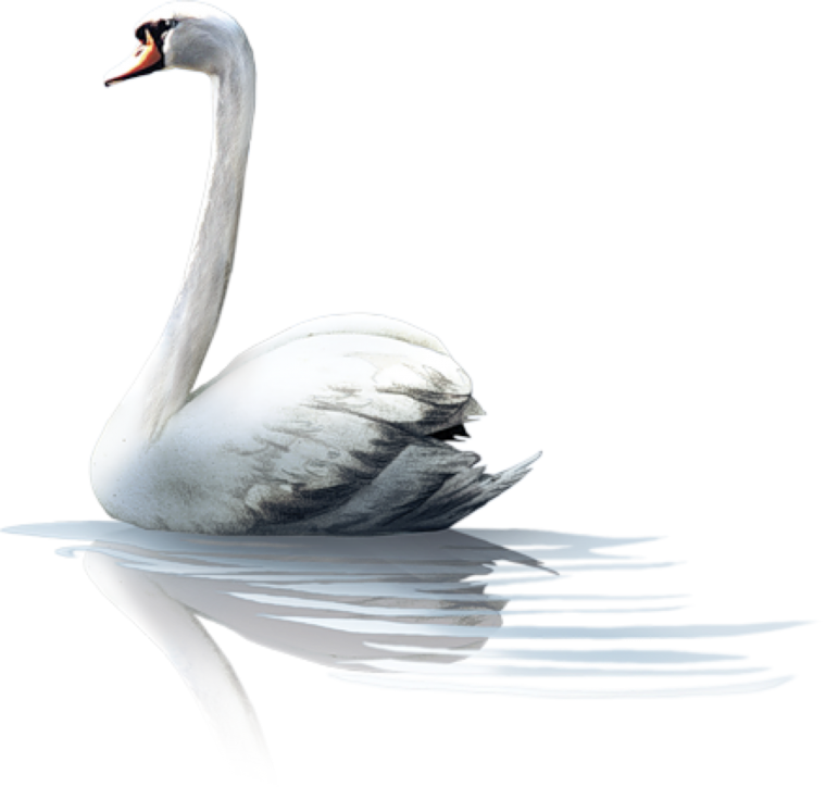 Белый лебедь