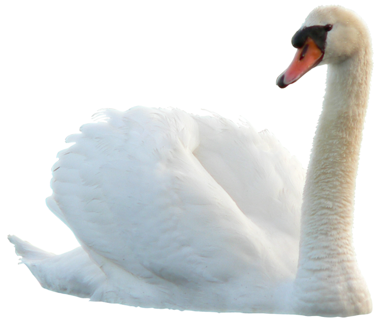 Лебедь на белом фоне