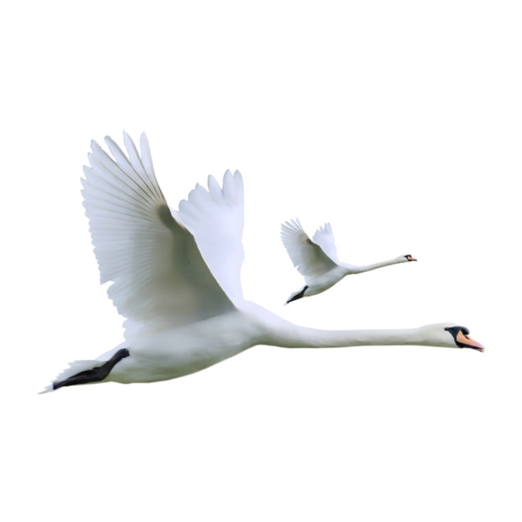 Белый лебедь вектор