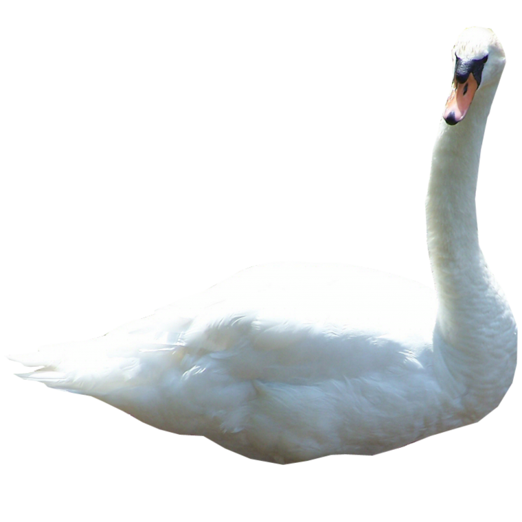 Лебедь на белом фоне