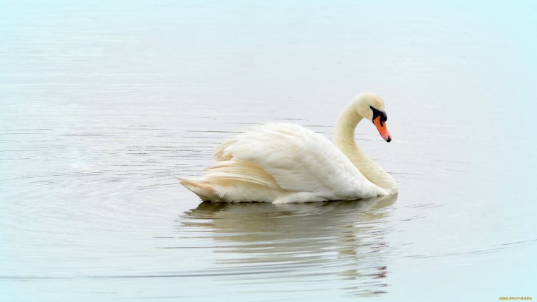 Лебеди мультяшные