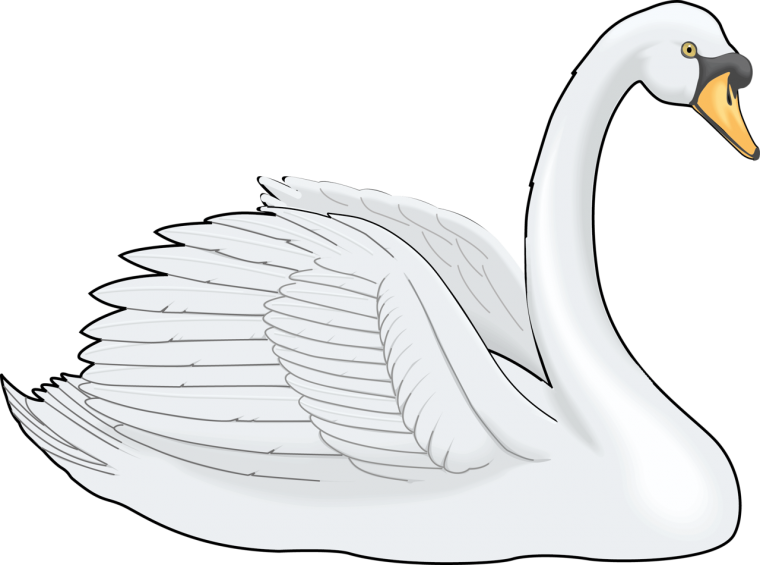 Лебедь на белом фоне