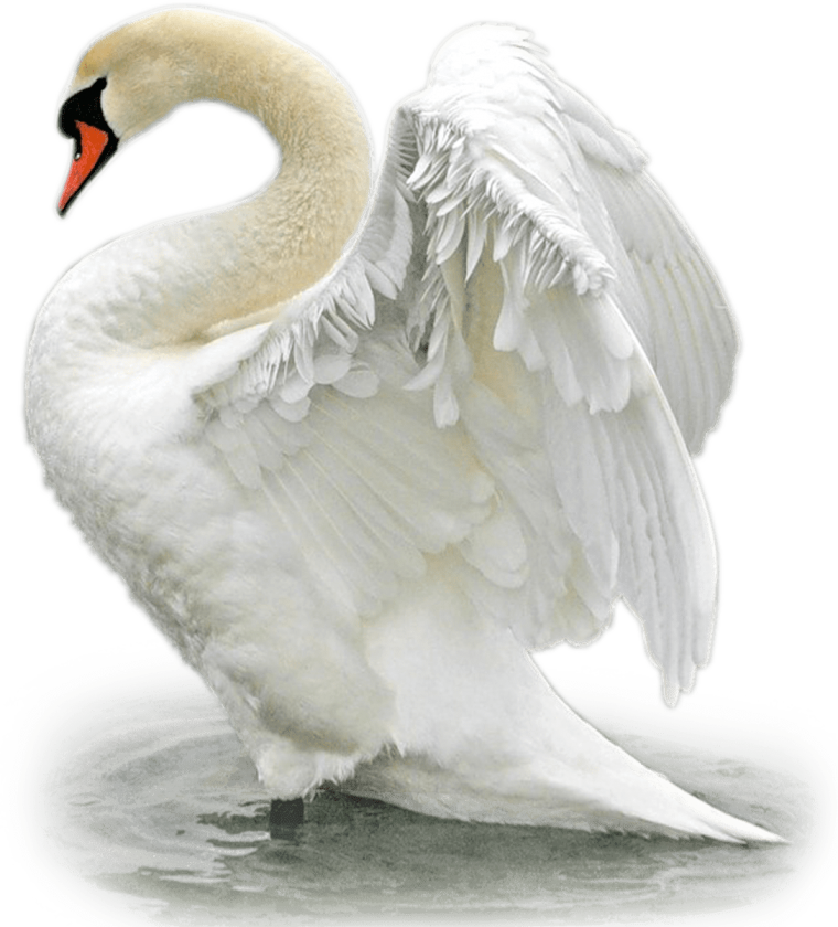 Лебедь клипарт