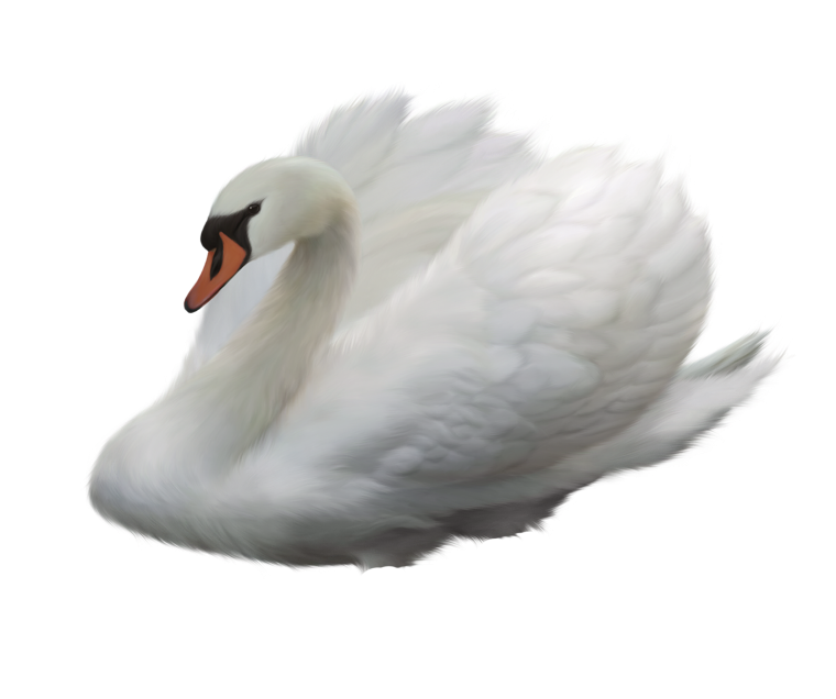 Лебедь без фона