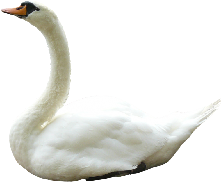 Лебедь на белом фоне