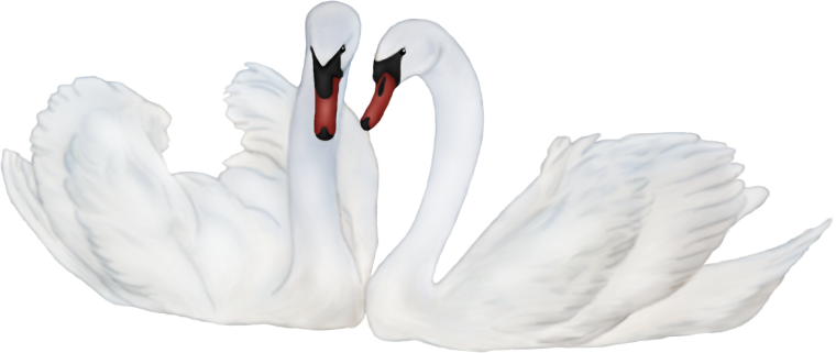 Интересные факты о лебедях