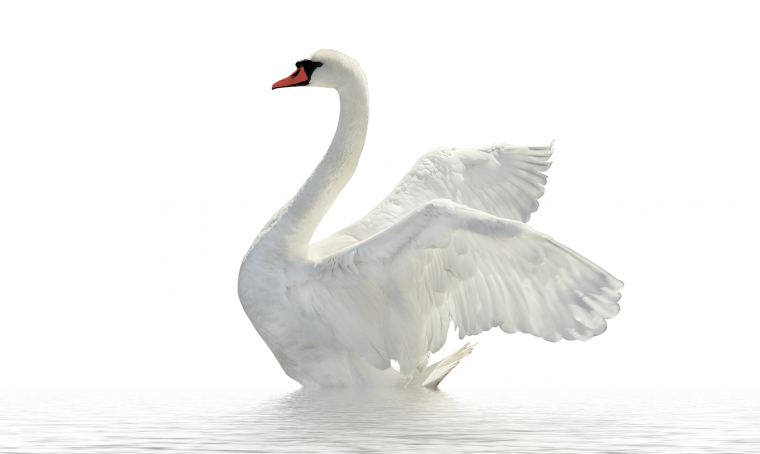 Лебедь без фона
