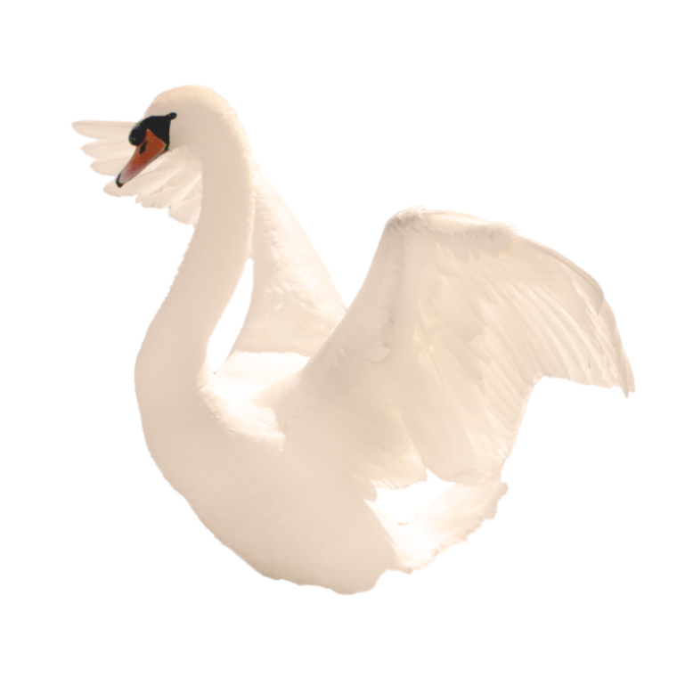 Лебедь на прозрачном фоне