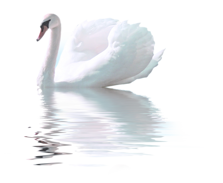 Стая лебедей на белом фоне