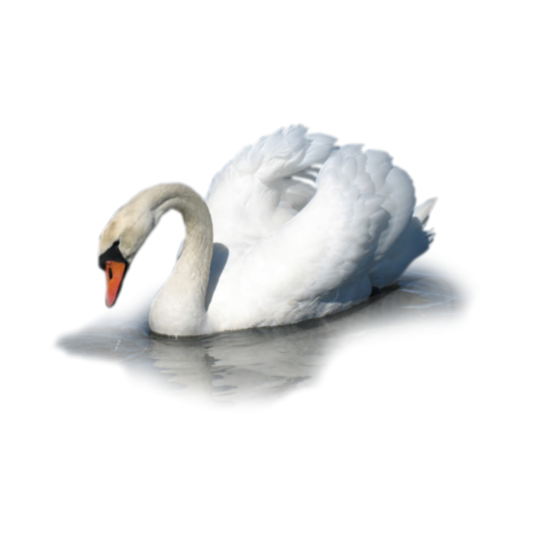 Лебедь на прозрачном фоне