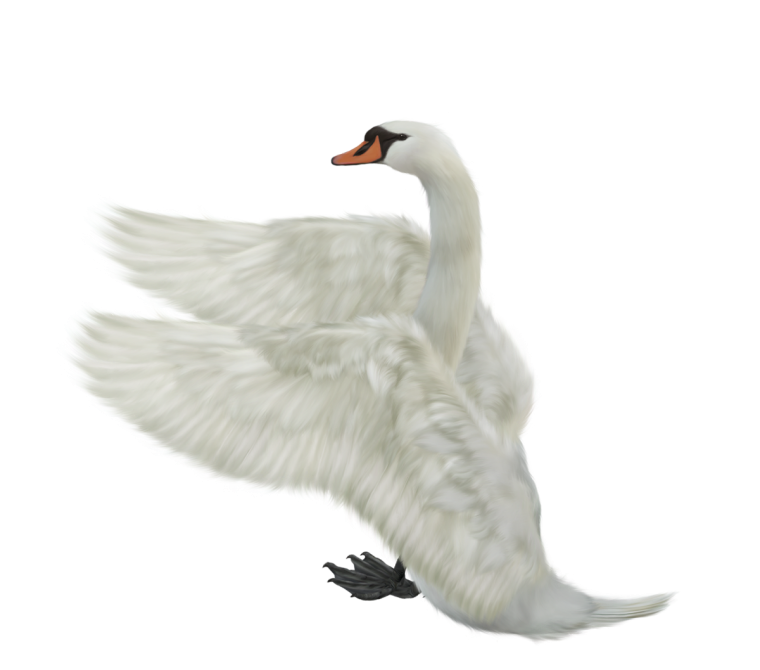 Гусь на белом фоне