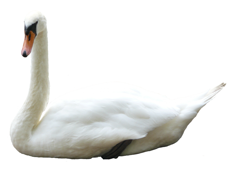 Лебедь без фона