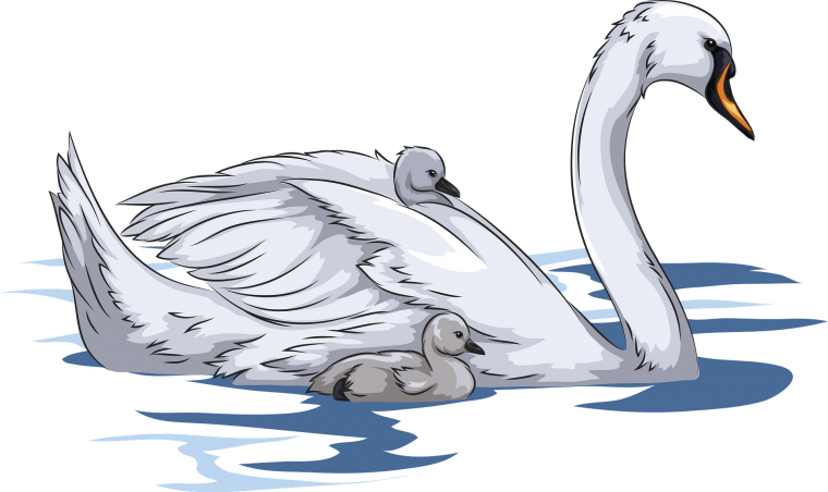 Лебедь на белом фоне