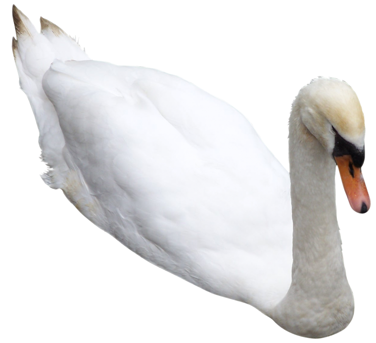 Лебеди мультяшные