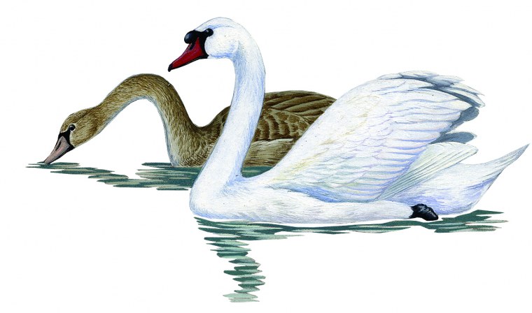 Лебеди картинки