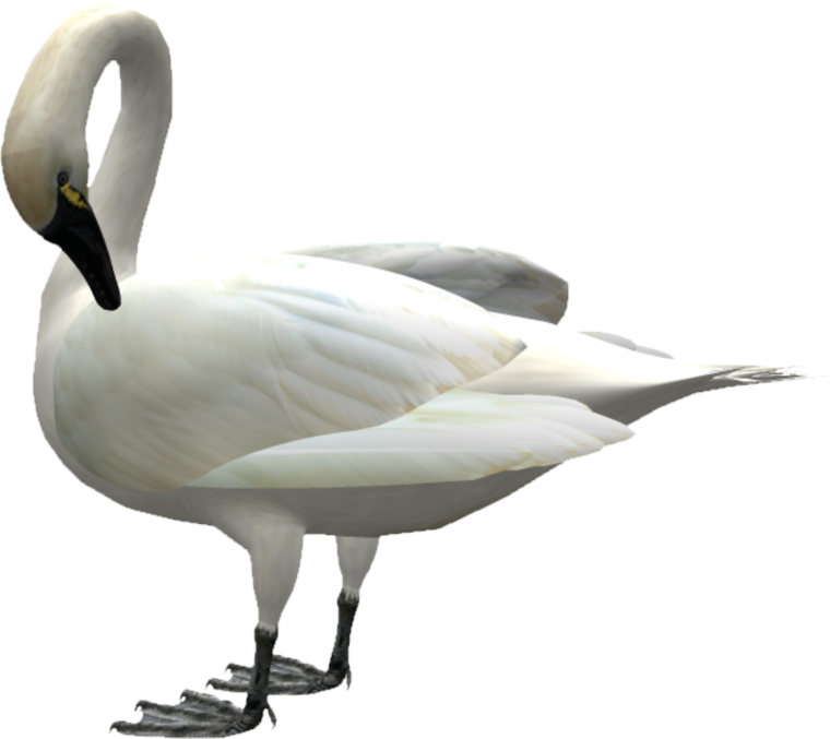 Лебеденок на белом фоне