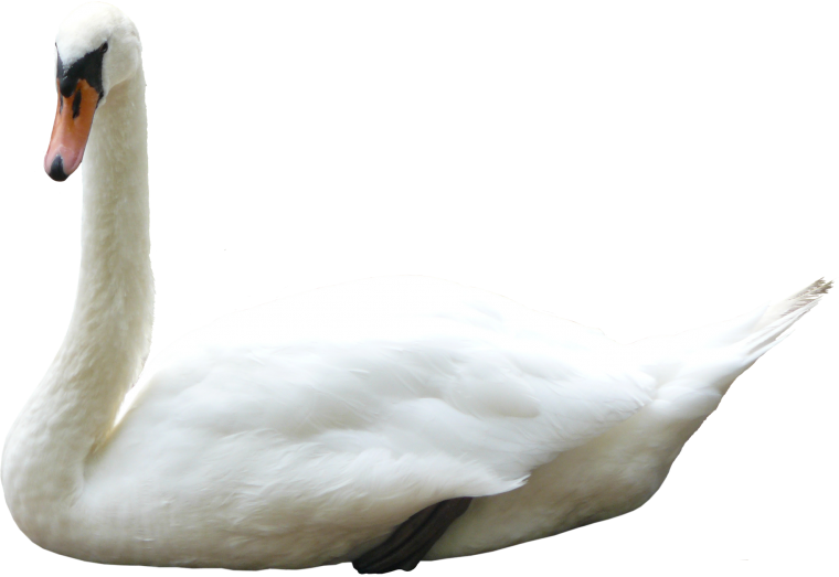 Летящие лебеди на прозрачном фоне