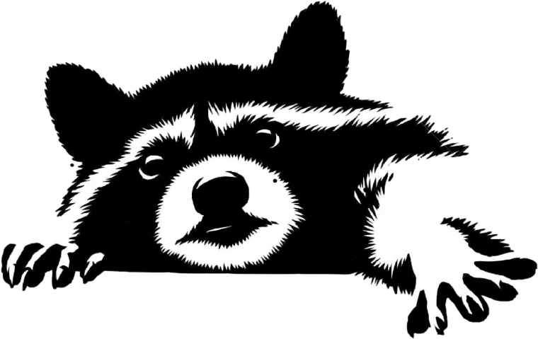 Енот черно белый