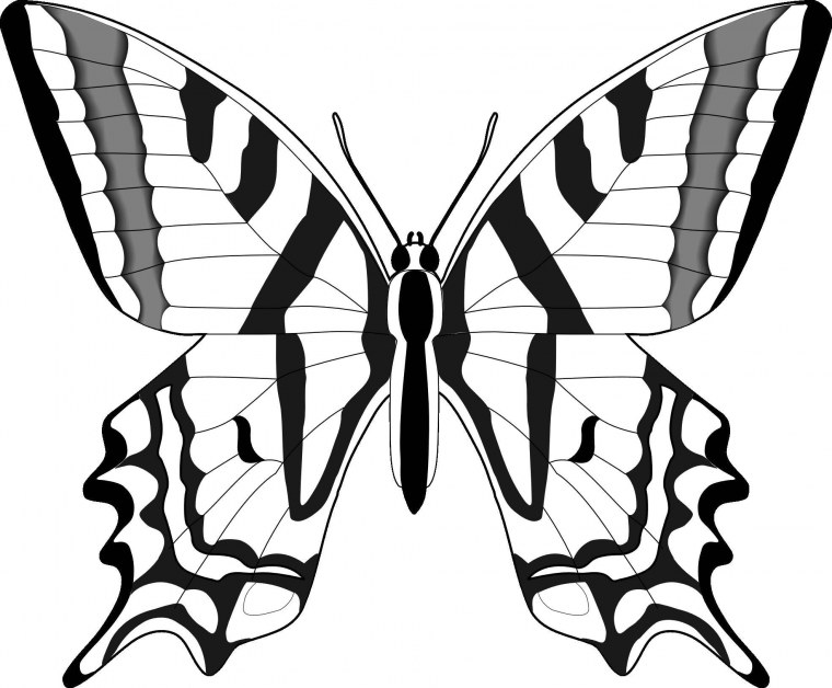 Бабочка черно белая